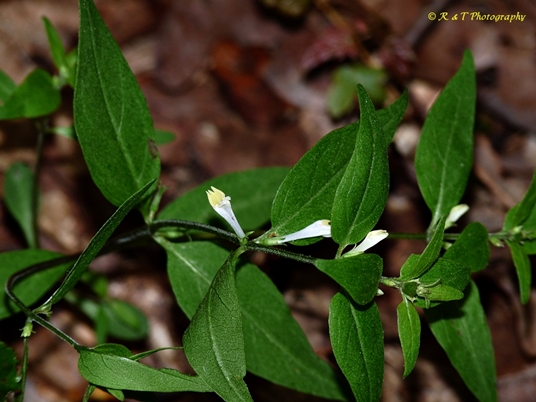 {Melampyrum lineare var. latifolium}
